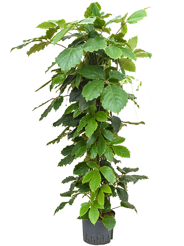 Lush Chestnut Vine Tetrastigma voinierianum Indoor House Plants