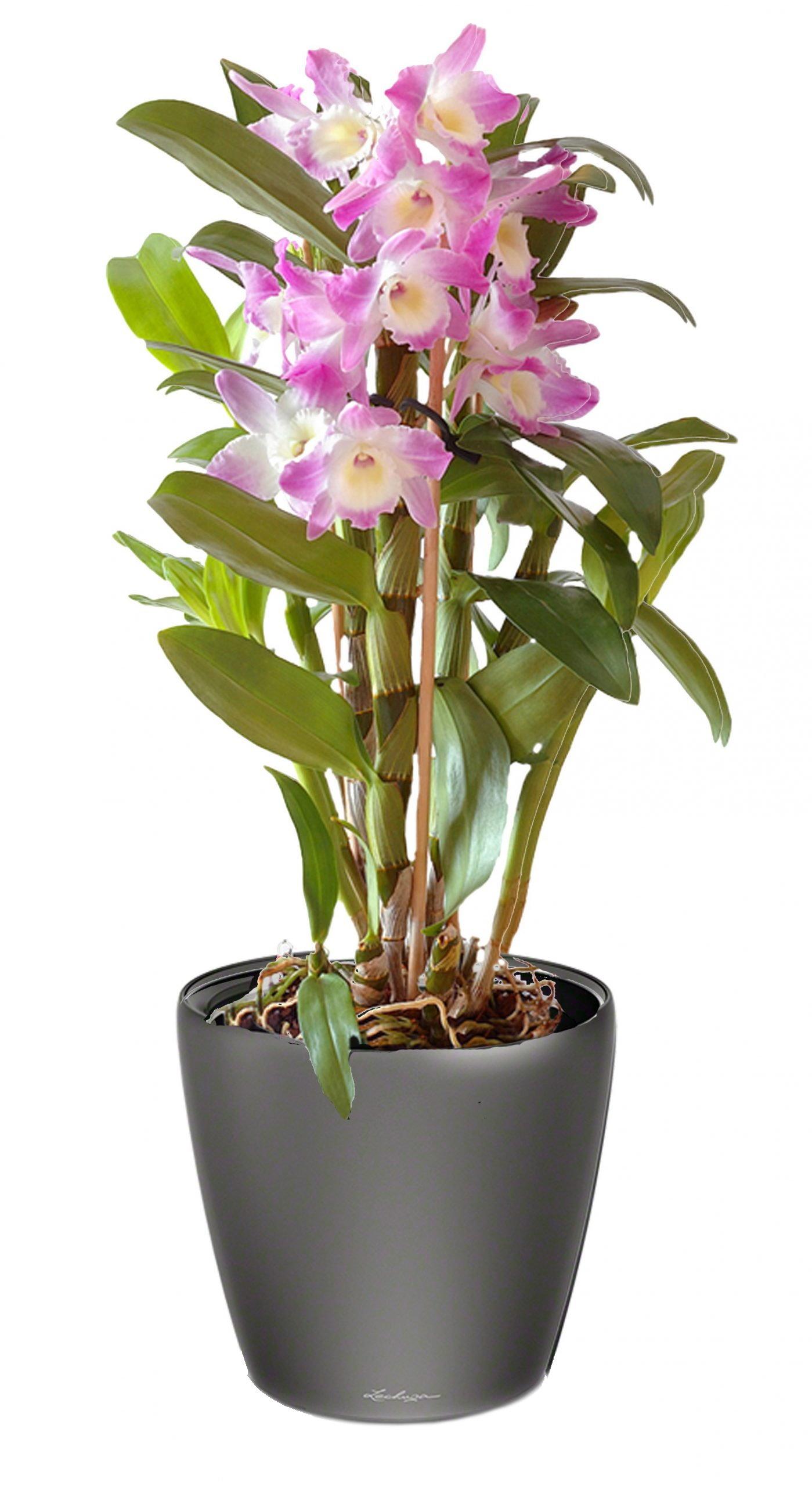 Blooming Dendrobium Orchid in LECHUZA CLASSICO LS Self-watering Planter, Total Height 60 cm