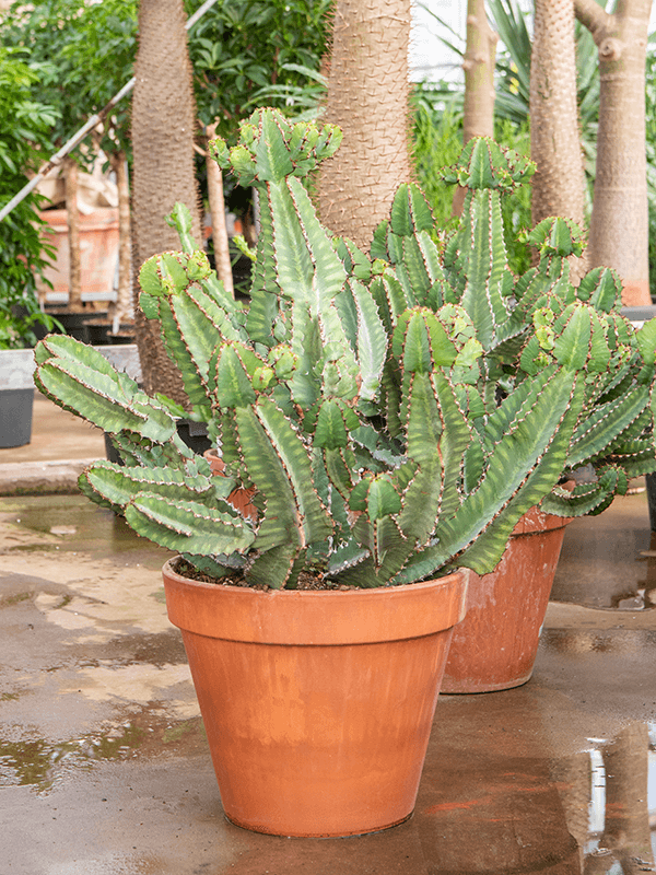 Photogenic African Milk Tree Euphorbia cooperi Indoor House Plants