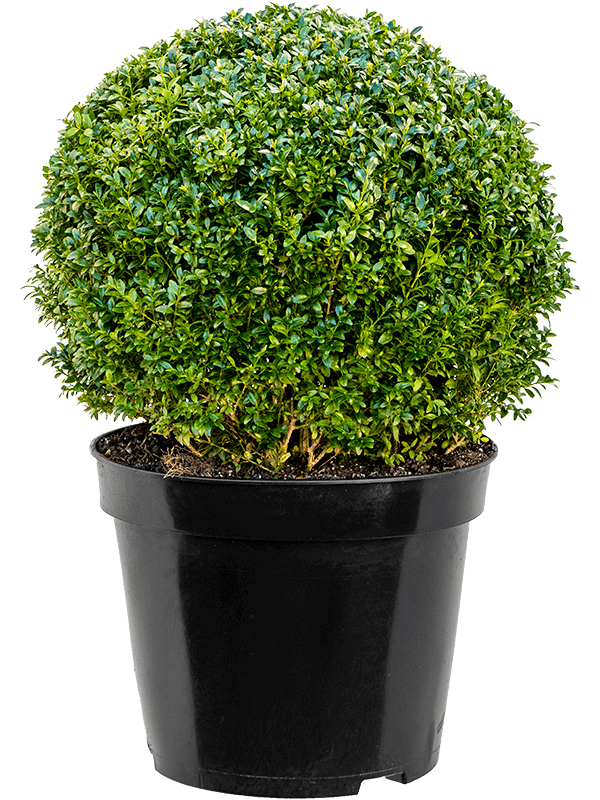 Photogenic Boxwood Buxus sempervirens