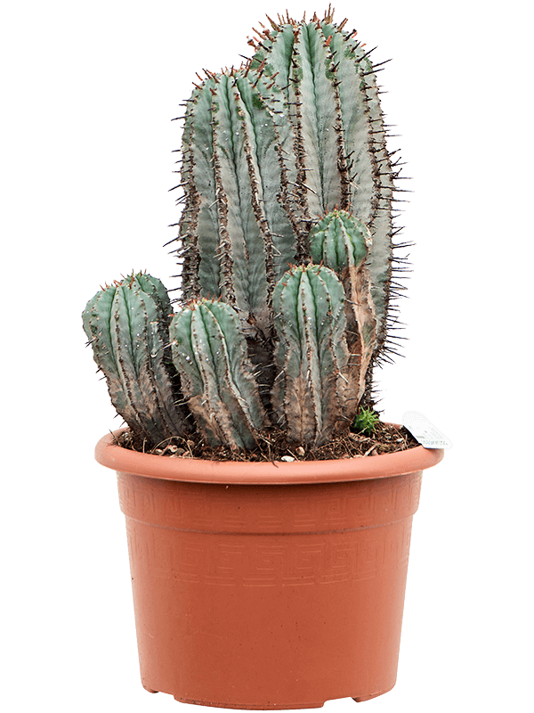 Easy-Care Euphorbia horrida Indoor House Plants