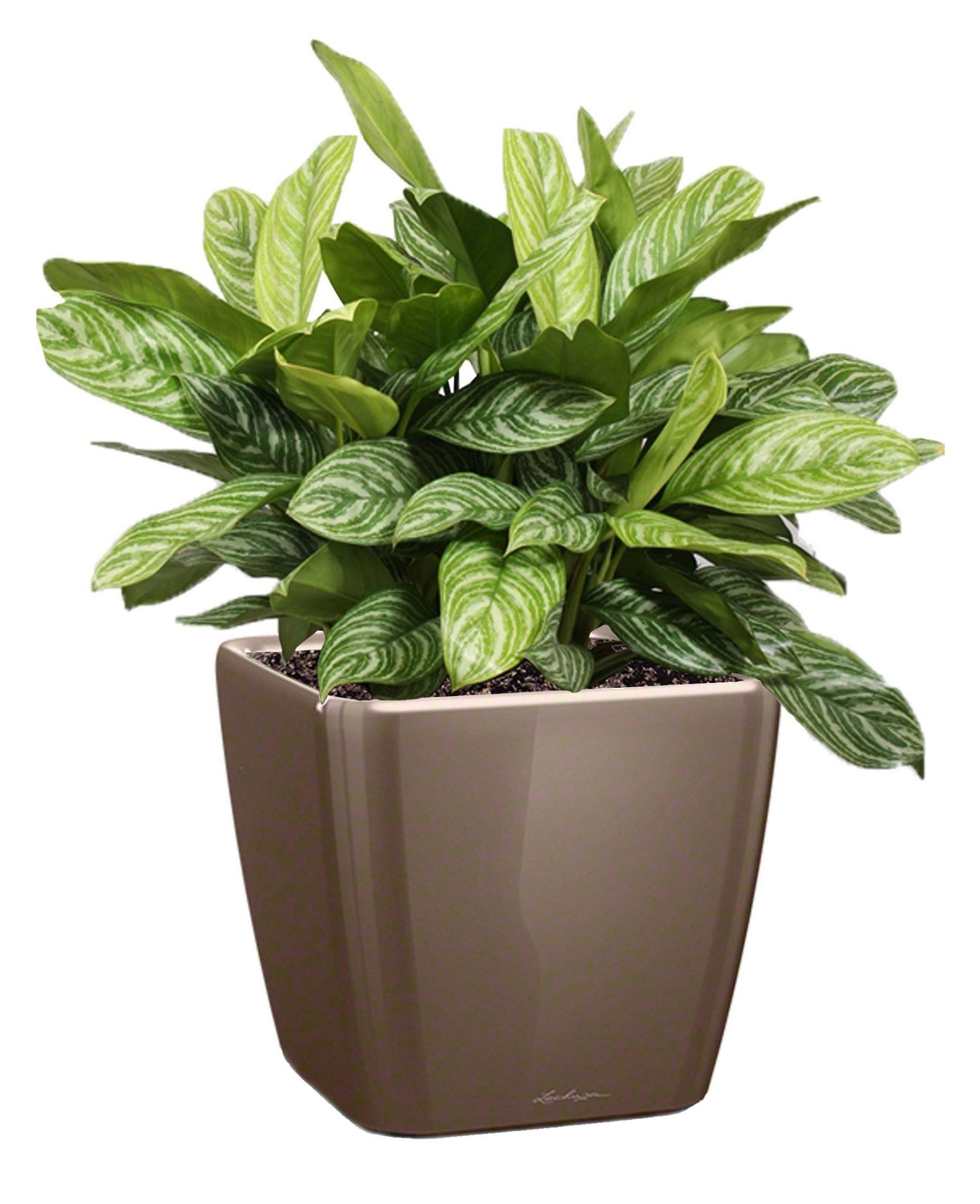 Aglaonema Stripes in LECHUZA QUADRO LS Self-watering Planter, Total Height 60 cm