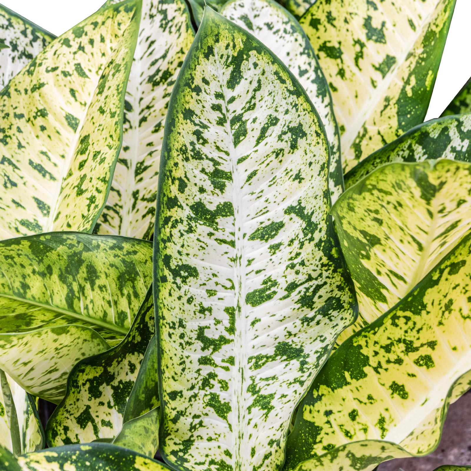 Lush Leopard Lily Dieffenbachia seguine 'Banana' Indoor House Plants Lush Leopard Lily Dieffenbachia seguine 'Banana' Indoor House Plants