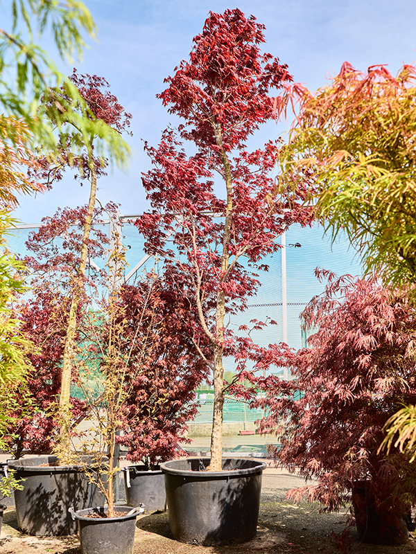 Acer pal. 'Fire Glow'