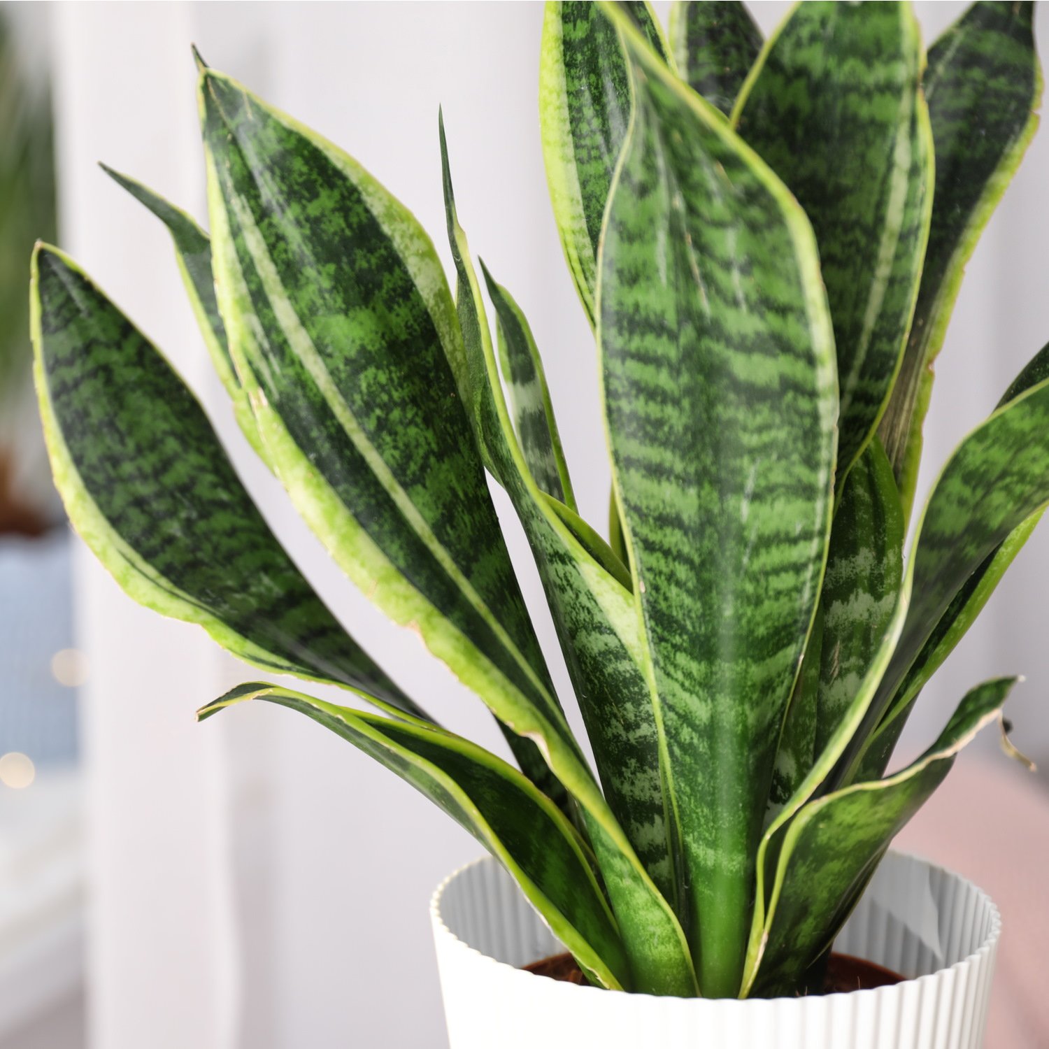 House Plant Care Mist Eco Refill Bottle Fertiliser by Plantsmith