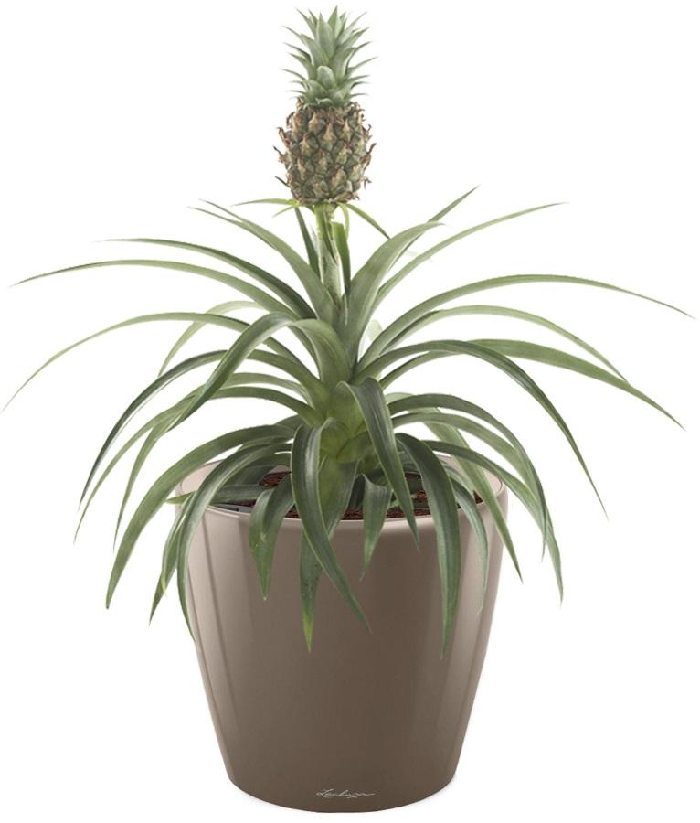 Champaca Pineapple in LECHUZA CLASSICO LS Self-watering Planter, Total Height 60 cm