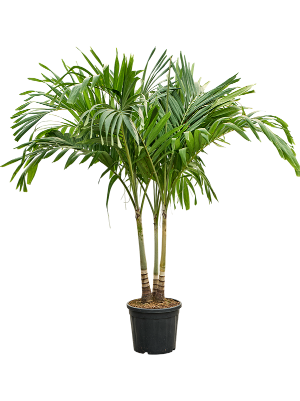 Lush Manila Palm Veitchia (Adonidia) merrillii (575-650) Indoor House Plants