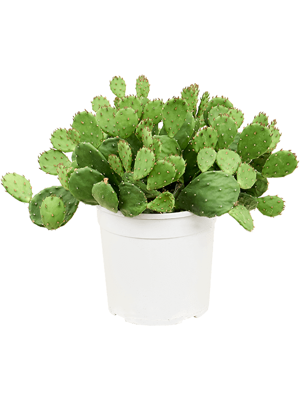 Eastern Prickly Pear Opuntia humifusa Indoor House Plants