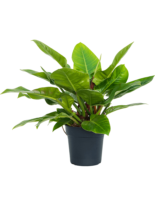 Lush Heart-Leaf Philodendron 'Imperial Green' Indoor House Plants