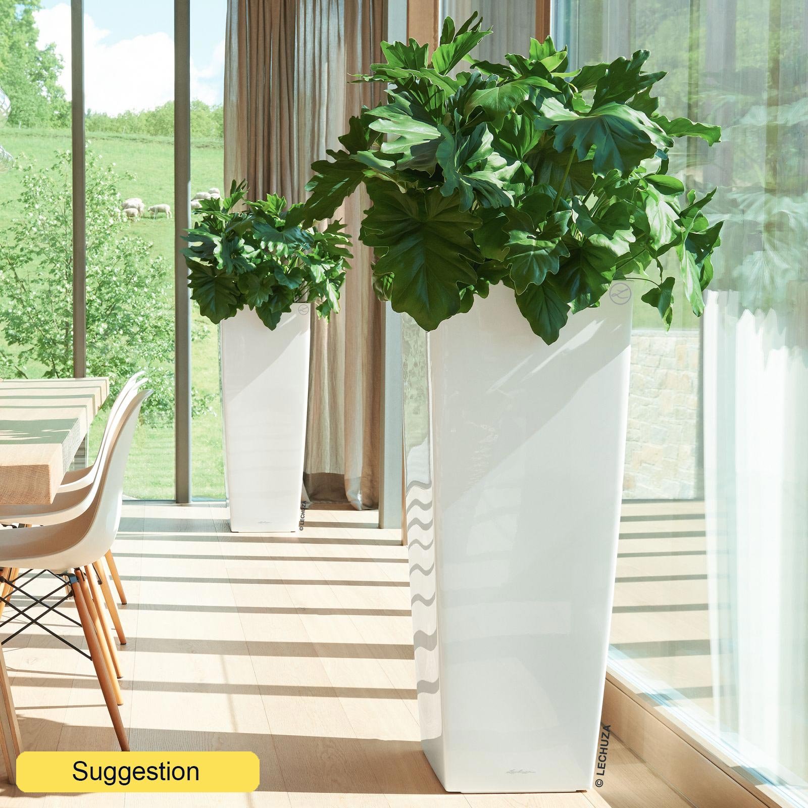 Lush Heart-Leaf Philodendron selloum Indoor House Plants