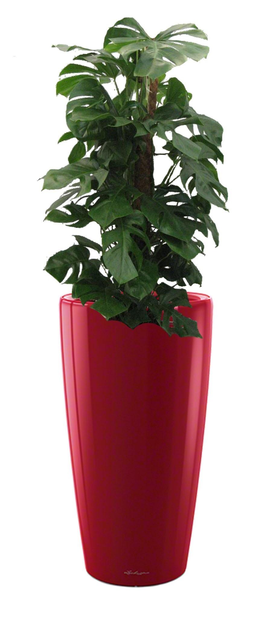 Monstera Deliciosa in LECHUZA RONDO Self-watering Planter, Total Height 150 cm