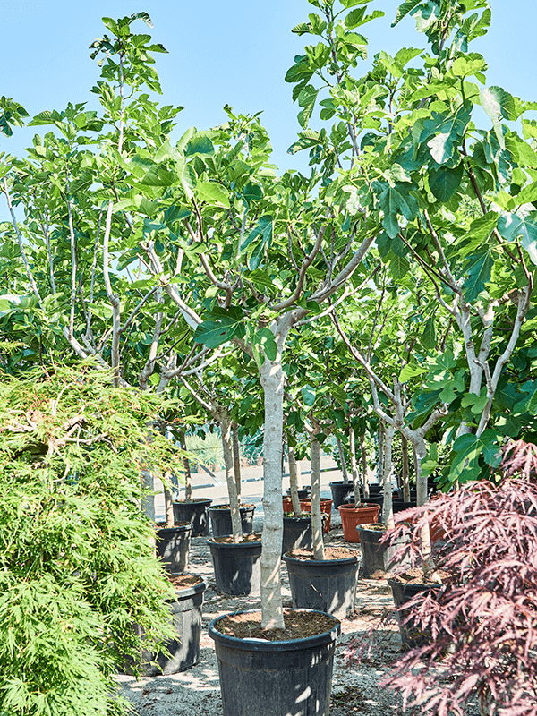 Lush Red-stem Fig Ficus carica