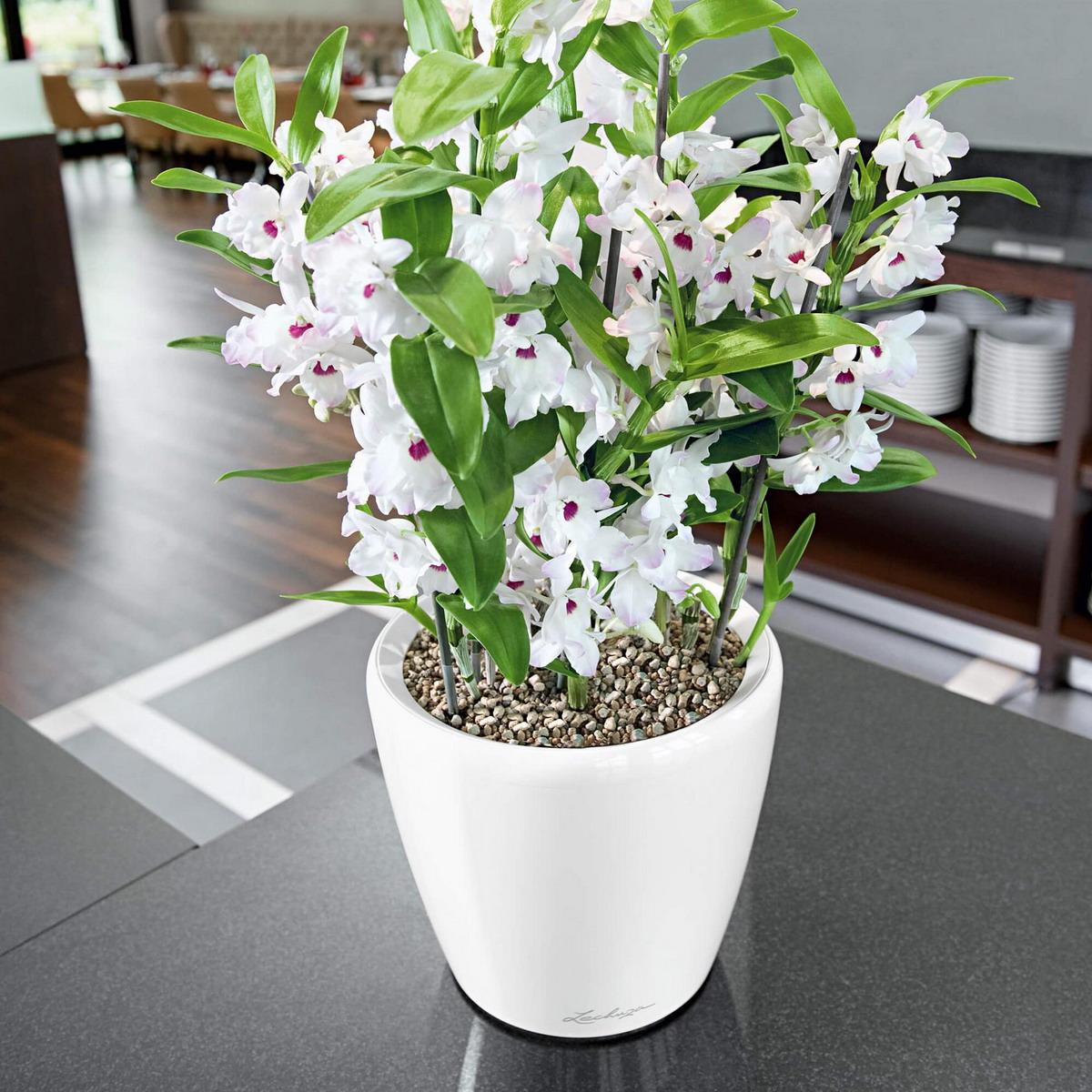LECHUZA CLASSICO Round Poly Resin Planter Only