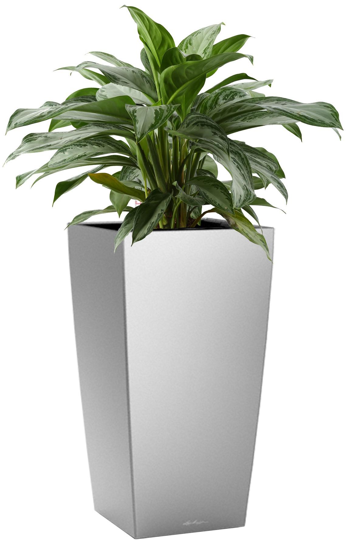 Aglaonema Silver Bay in LECHUZA CUBICO Self-watering Planter, Total Height 85 cm