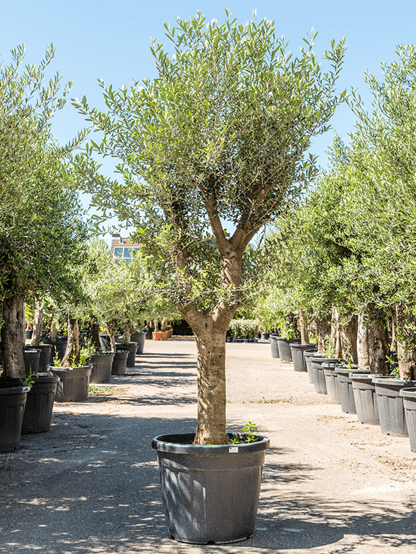 Showy Olive Olea europaea