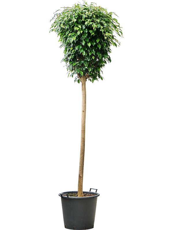 Lush Weeping Fig Ficus benjamina 'Danielle' Indoor House Plants