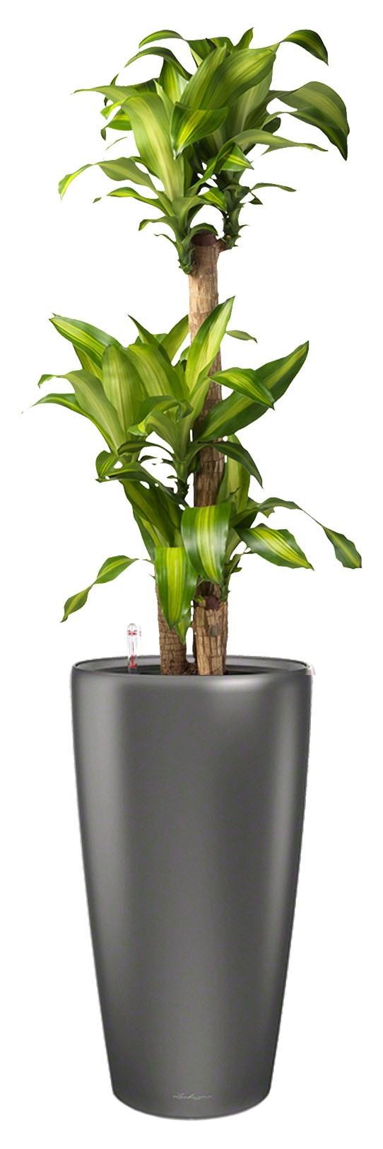 Dracaena Fragrans Massangeana in LECHUZA RONDO Self-watering Planter, Total Height 160 cm