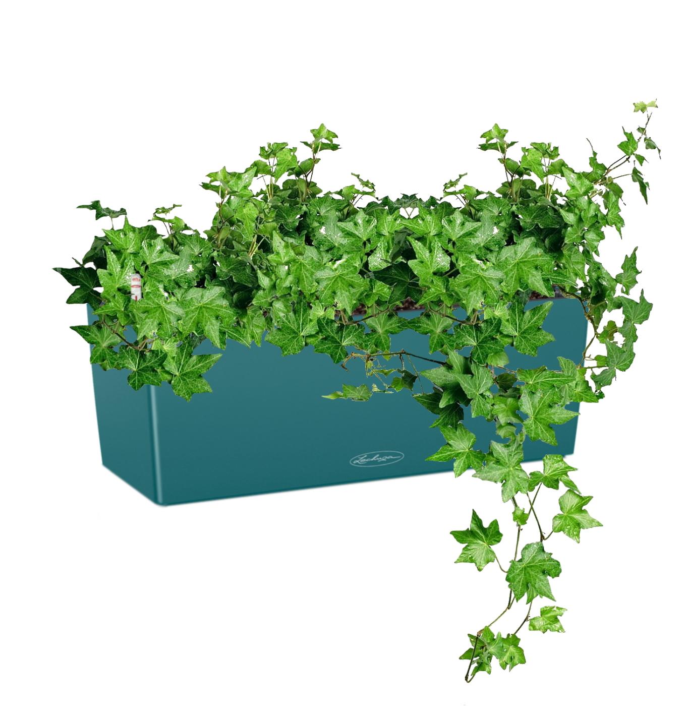 Ivy in LECHUZA BALCONERA Color Self-watering Planter, Total Height 50 cm