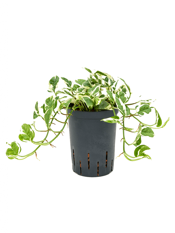 Shade-loving Satin Pothos Scindapsus (Epipremnum) 'N'joy' Indoor House Plants