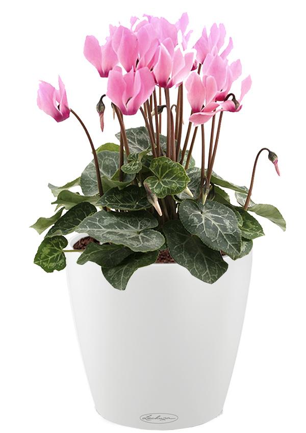 Blooming Cyclamen in LECHUZA CLASSICO Color Self-watering Planter, Total Height 40 cm