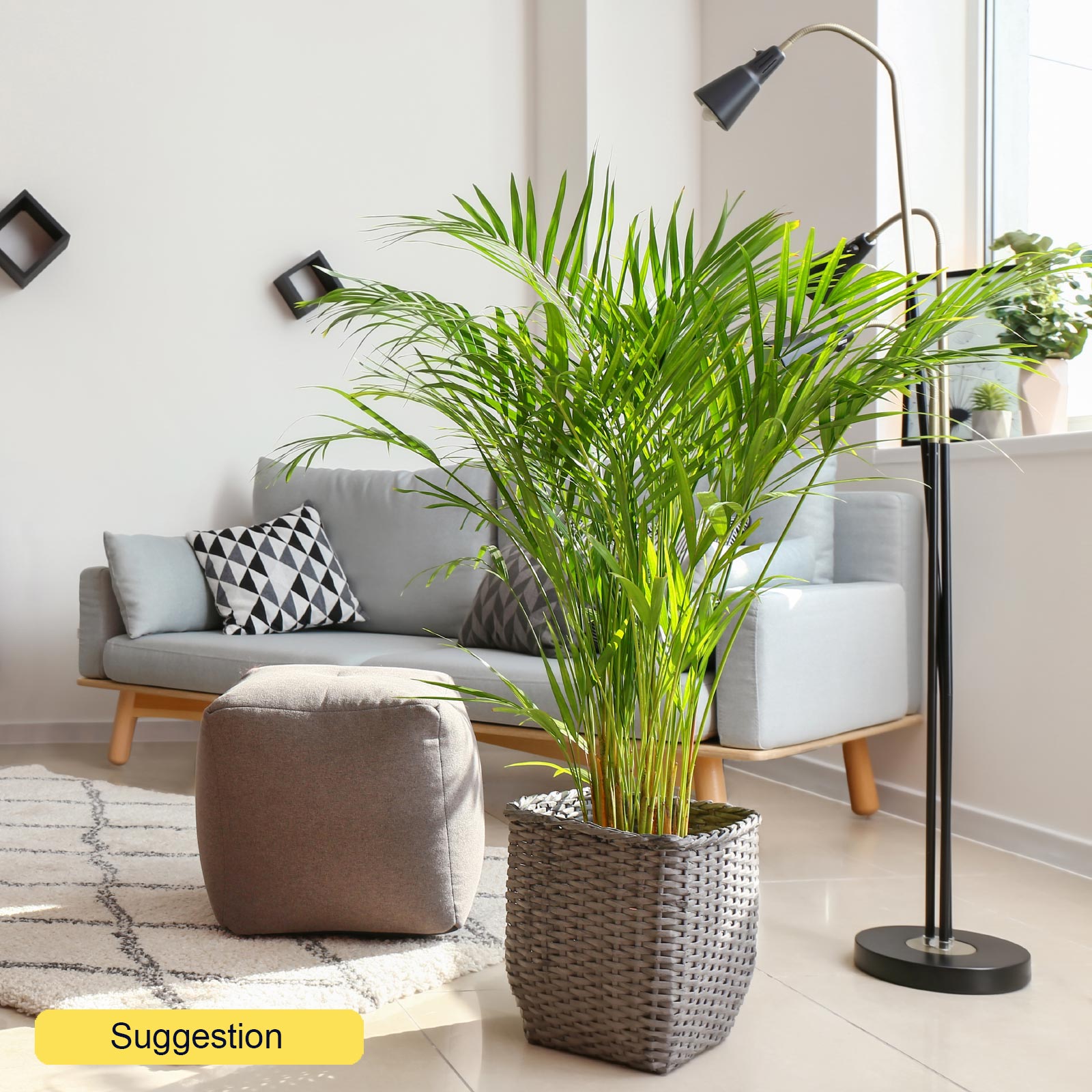 Tropical Golden Cane Palm Dypsis (Areca) lutescens Indoor House Plants