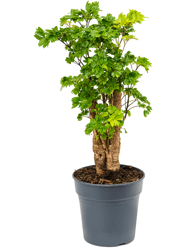 Delicate Shield Aralia (Polyscias) 'Roble' Tall Indoor House Plants Trees
