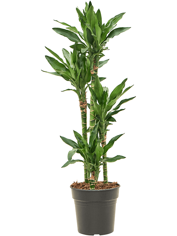 Vibrant Corn Plant Dracaena fragrans 'Burundii' Tall Indoor House Plants Trees