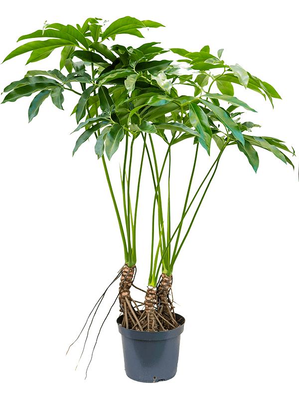 Lush Heart-Leaf Philodendron 'Fun bun' Indoor House Plants