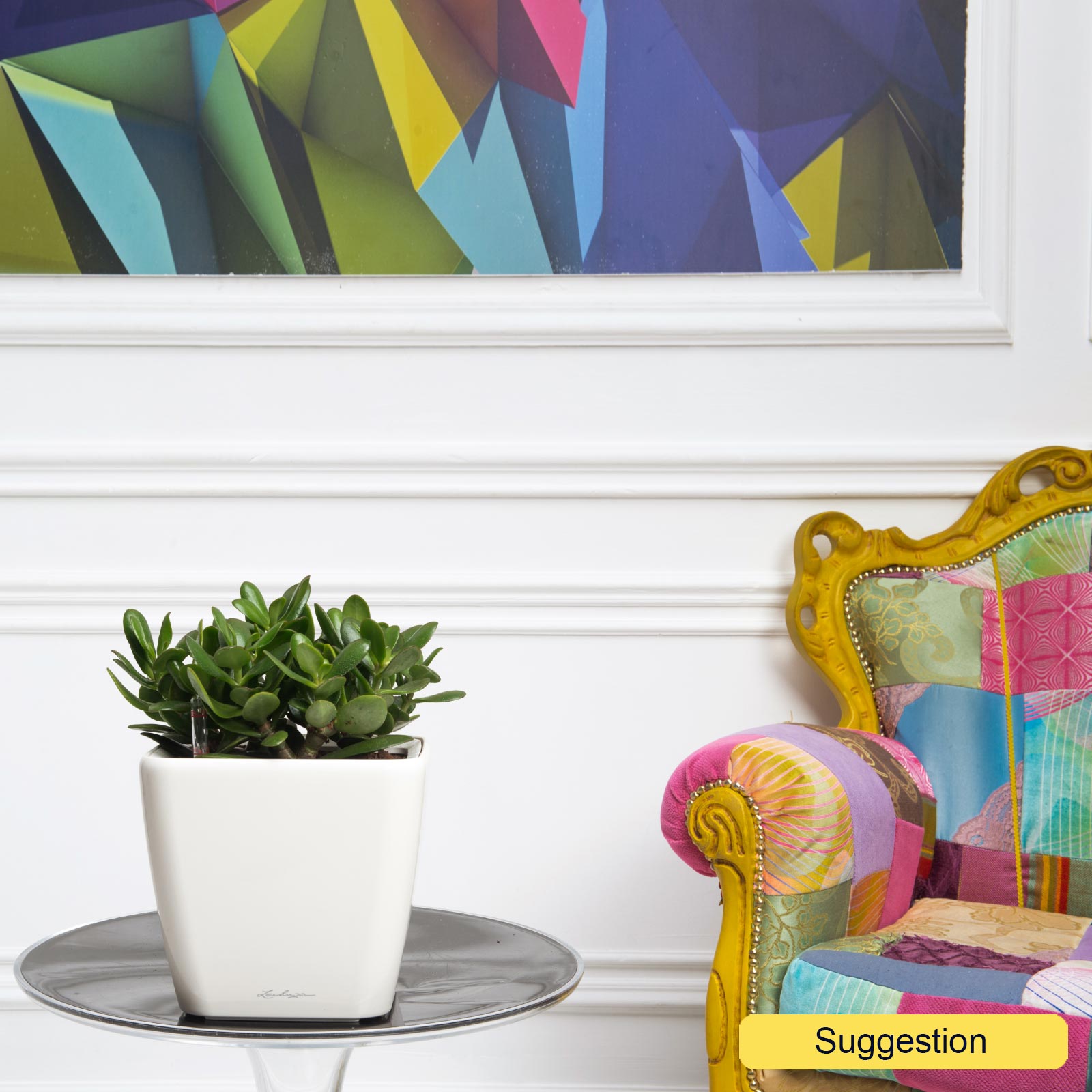 Easy-Care Jade Plant Crassula ovata 'Sunset' Indoor House Plants