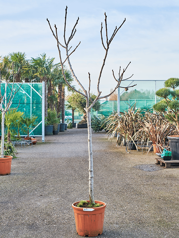Lush Red-stem Fig Ficus carica