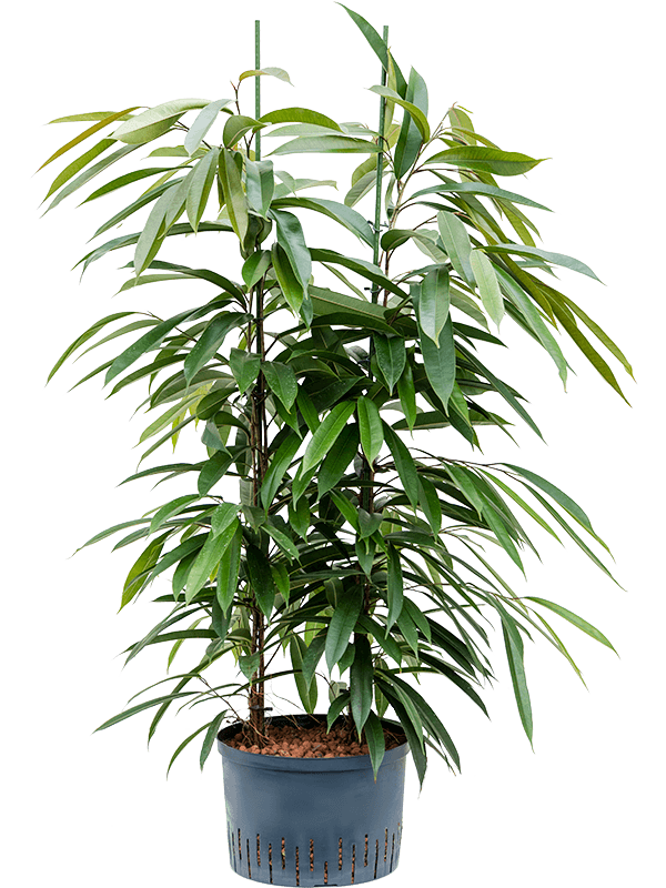 Lush Narrow-leaf Fig Ficus binnendijkii 'Amstel King' Tall Indoor House Plants Trees