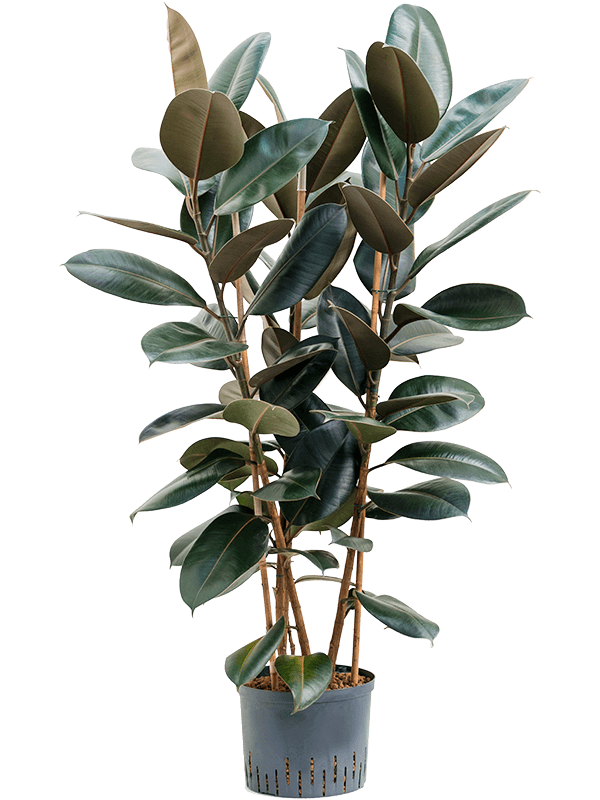 Lush Rubber Plant Ficus elastica 'Abidjan' Indoor House Plants