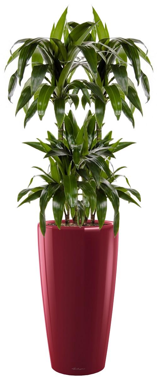 Dracaena Fragrans Janet Greig in LECHUZA RONDO Self-watering Planter, Total Height 150 cm