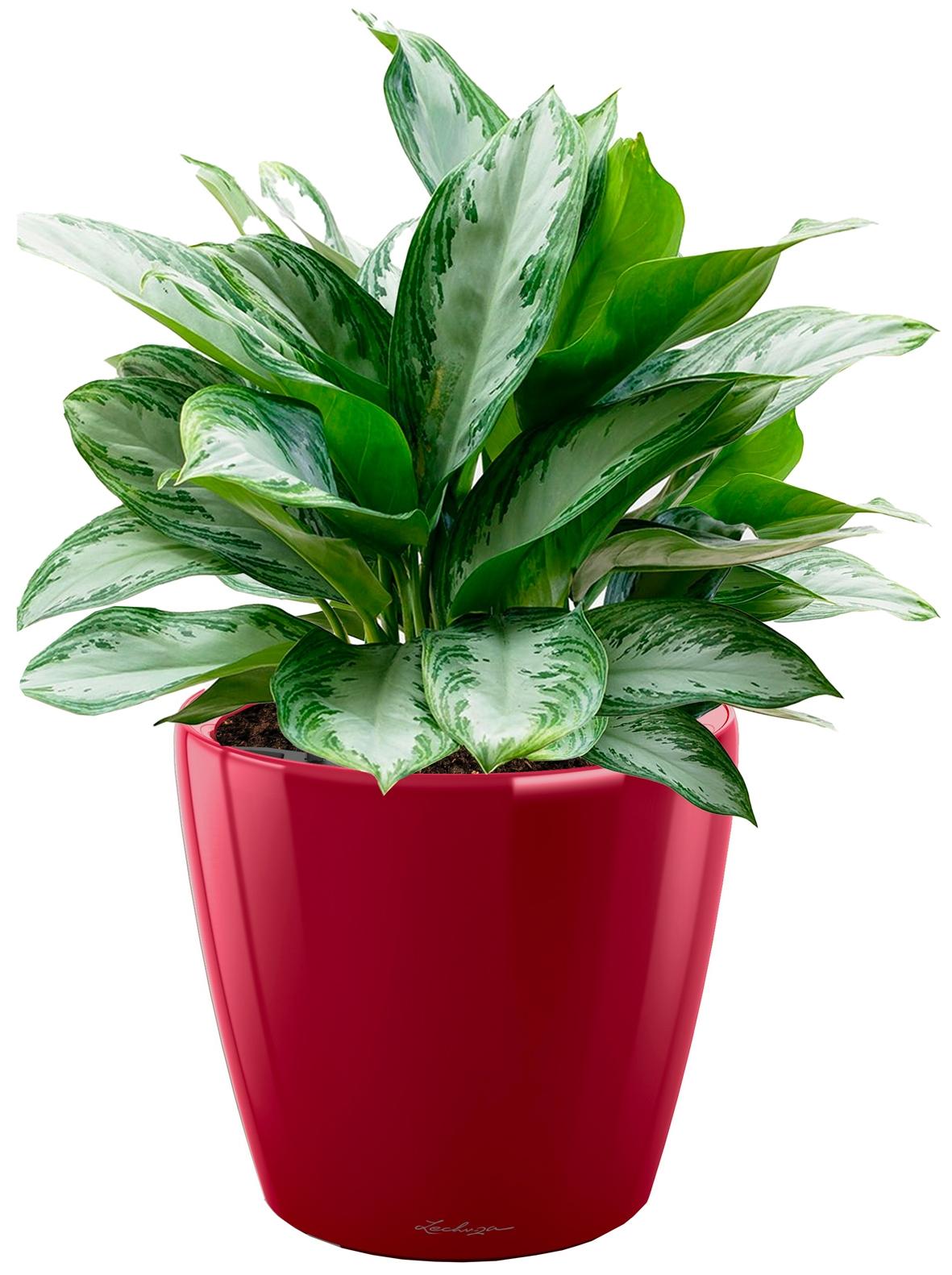 Aglaonema Silver Bay in LECHUZA CLASSICO LS Self-watering Planter, Total Height 90 cm