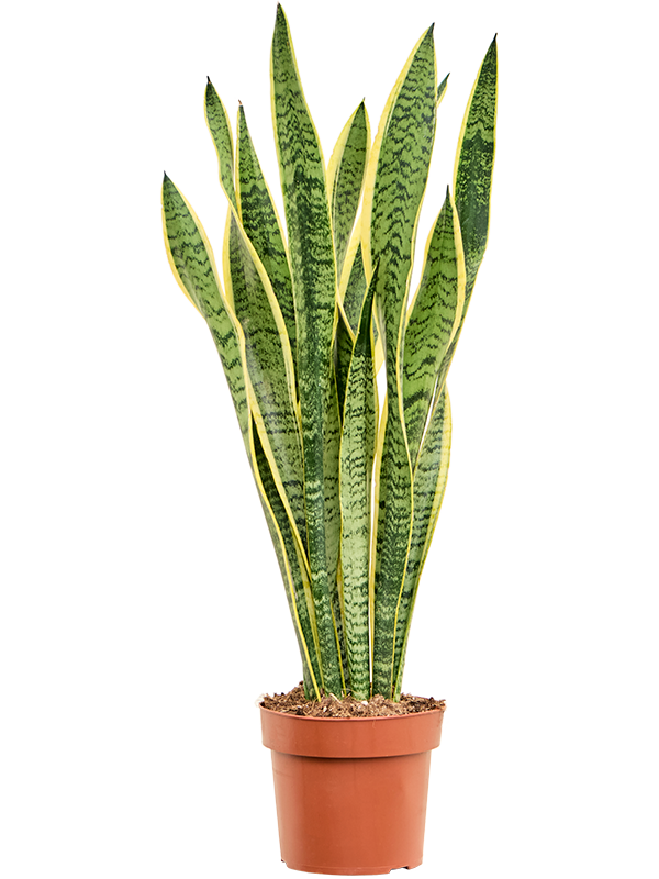 Elegant Snake Plant Sansevieria trifasciata 'Laurentii' Indoor House Plants