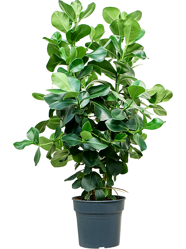 Lush Autograph Tree Clusia rosea Indoor House Plants