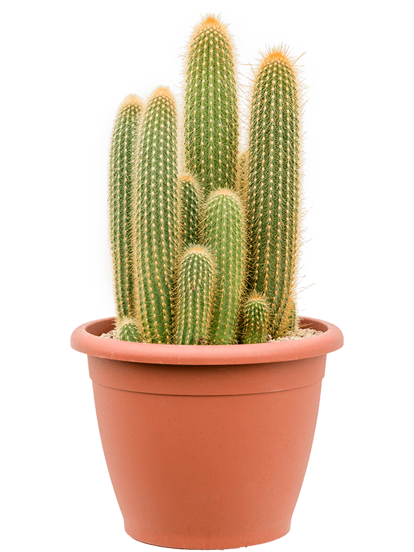 Easy-Care Red Foxtail Cactus Espostoa (Vatricania) guentheri Indoor House Plants
