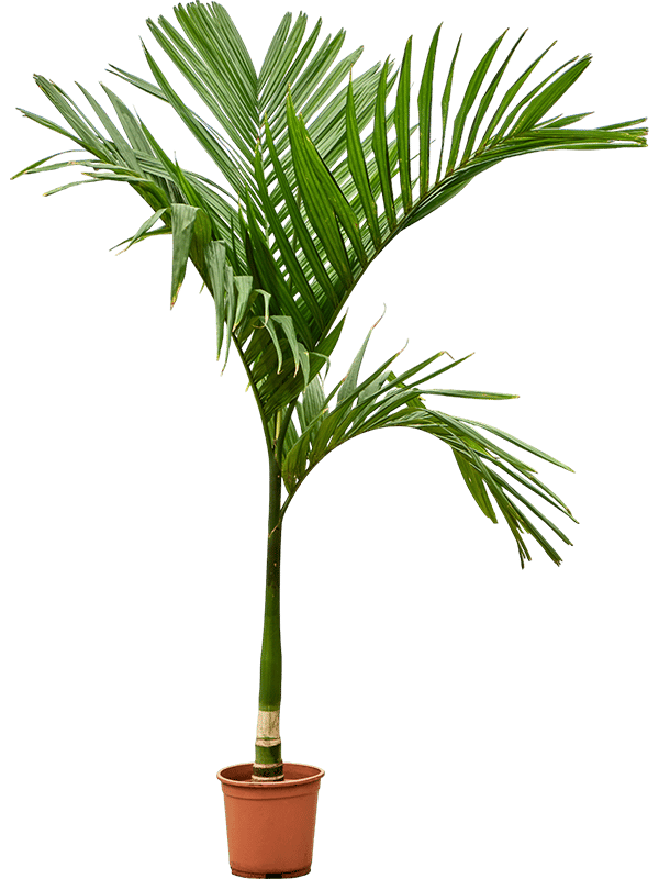 Tropical Betel Palm Areca catechu Indoor House Plants