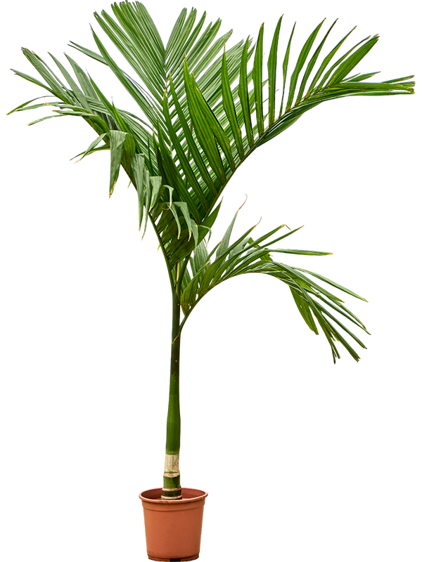 Tropical Betel Palm Areca catechu Indoor House Plants
