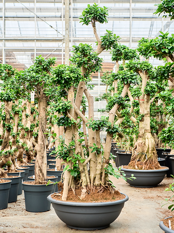 Lush Curtain Fig Ficus microcarpa 'Compacta' Tall Indoor House Plants Trees