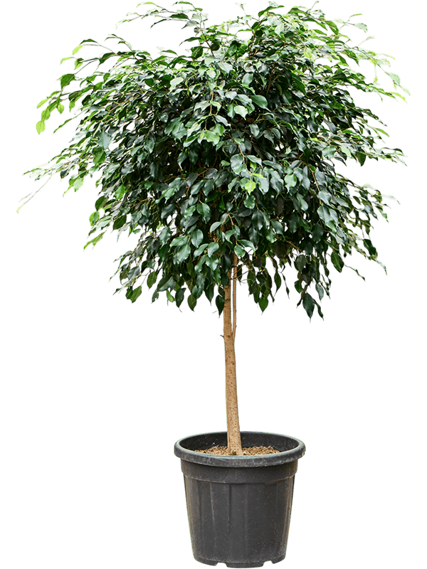 Lush Weeping Fig Ficus benjamina 'Danielle' Indoor House Plants