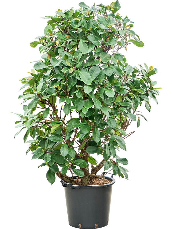 Lush African Fig Ficus cyathistipula Indoor House Plants