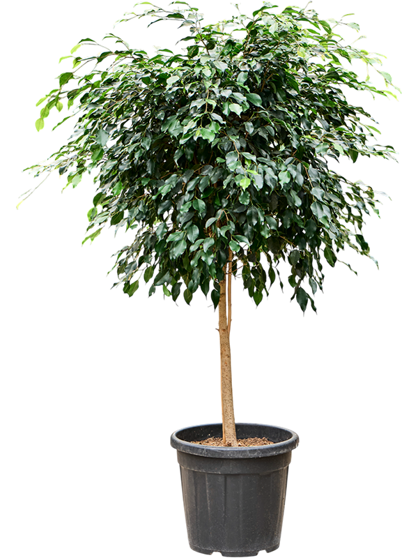 Lush Weeping Fig Ficus benjamina 'Danielle' Indoor House Plants