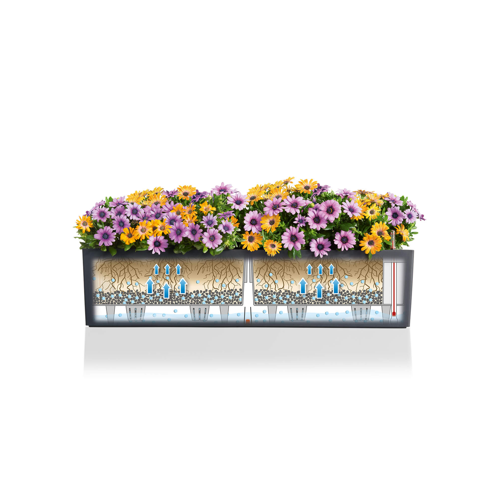 LECHUZA BALCONERA Color Trough Poly Resin Self-watering Planter