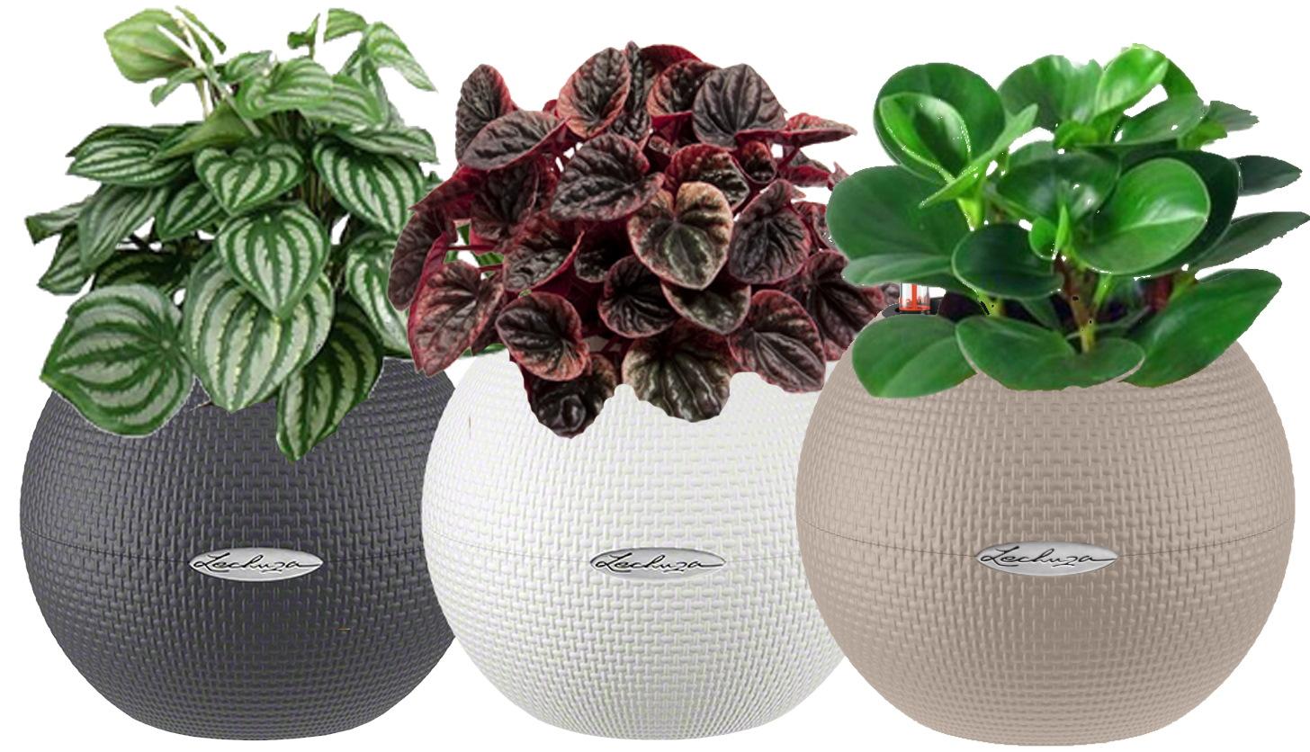 Peperomia Set in 3 LECHUZA-PURO Self-watering Planters, Total Height 30 cm