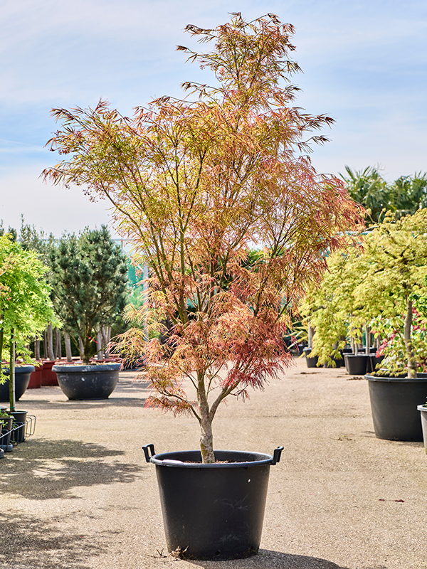 Acer pal. 'Linearilobum' (120-160)