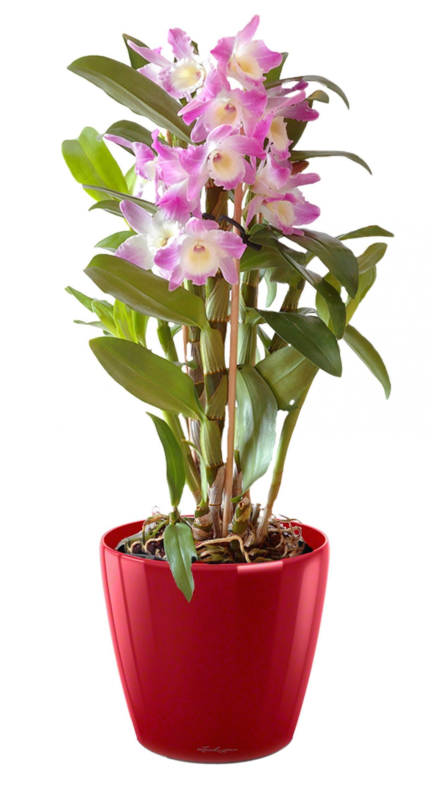 Blooming Dendrobium Orchid in LECHUZA CLASSICO LS Self-watering Planter, Total Height 60 cm