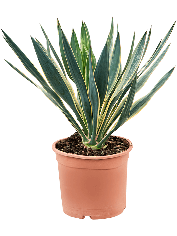 Photogenic Mound Lily Yucca gloriosa 'Variegata' Indoor House Plants
