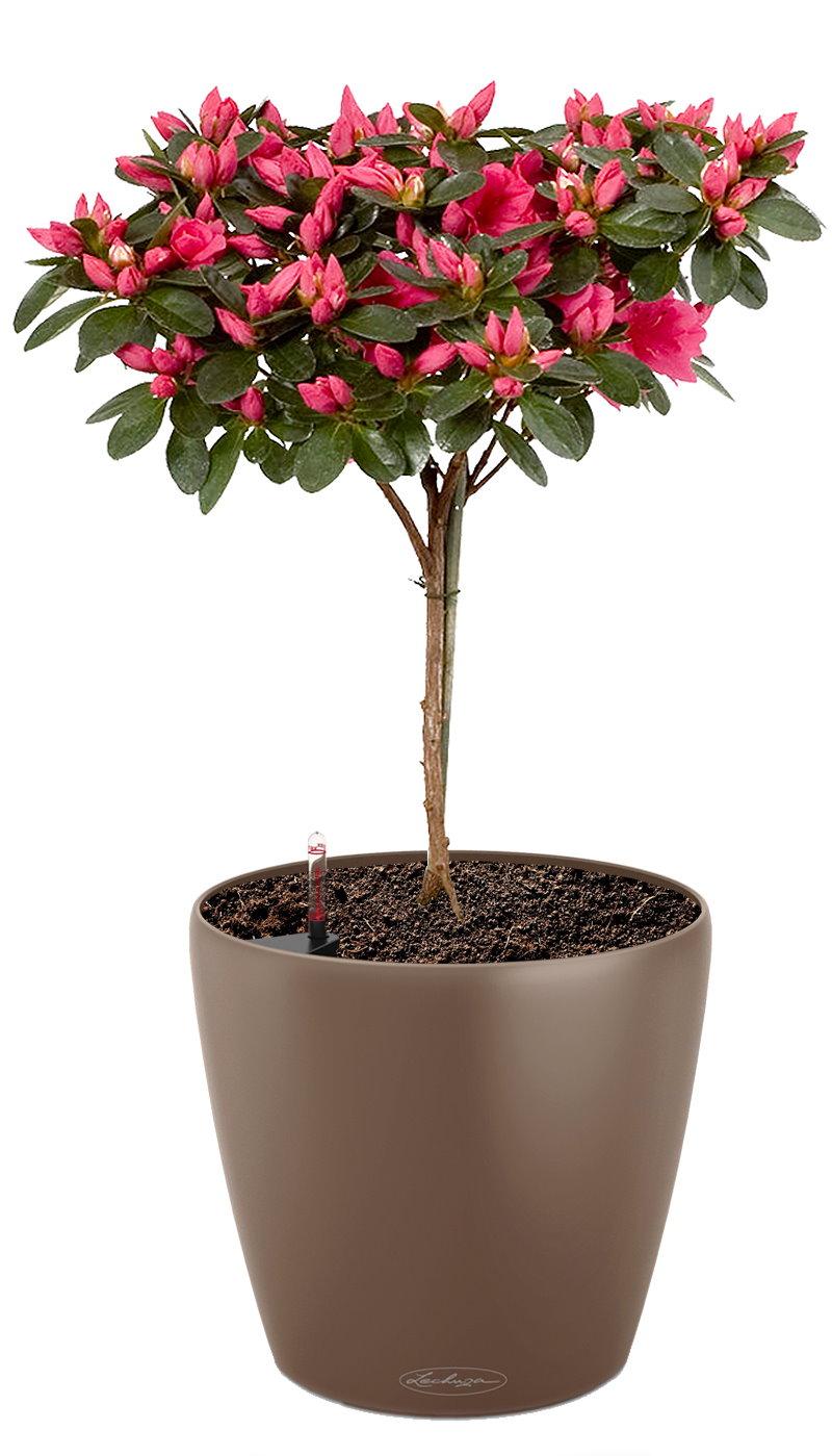 Blooming Azalea in LECHUZA CLASSICO Color Self-watering Planter, Total Height 70 cm