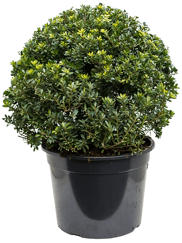 Cute Japanese Holly Ilex crenata 'Maxima'